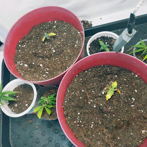 OG Kush Auto growlog photo: Все растения плохо выглядят! Групповое фото 