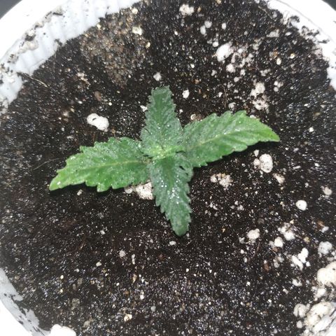 AK 49 #2 growlog timeline photo
