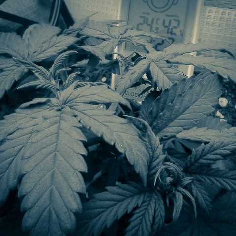 WW growlog timeline photo