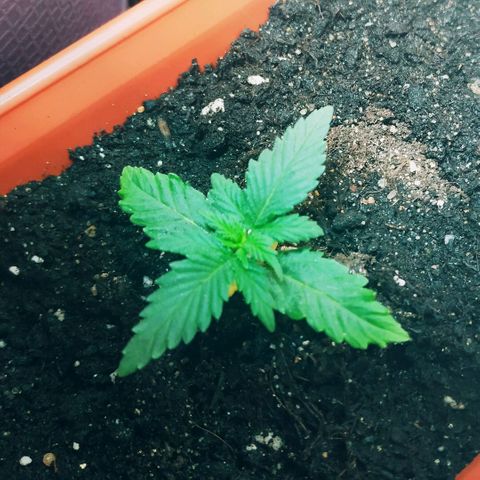 AK 49 #2 growlog timeline photo