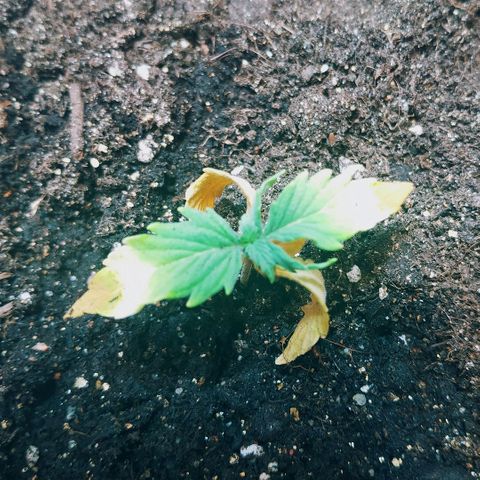 OG Kush Auto growlog timeline photo