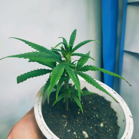 Lemon Haze Clone 1 growlog timeline photo