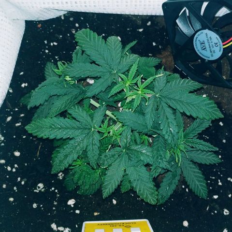 WW growlog timeline photo