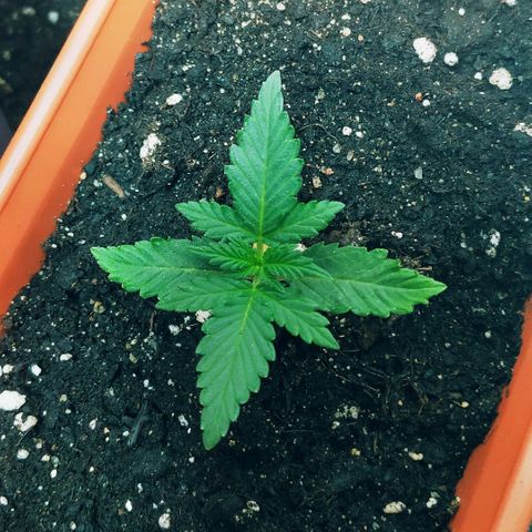 AK 49 #2 growlog timeline photo
