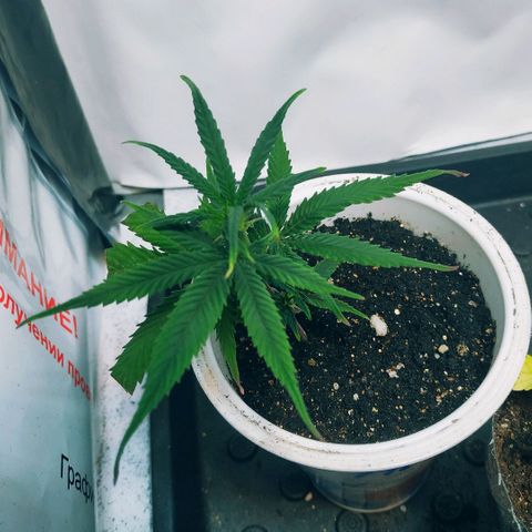 Lemon Haze Clone 1 growlog timeline photo