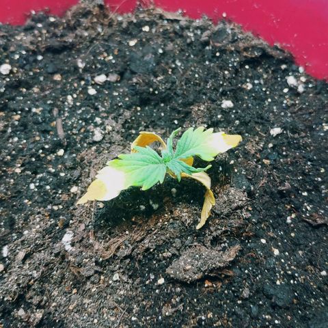 OG Kush Auto growlog timeline photo