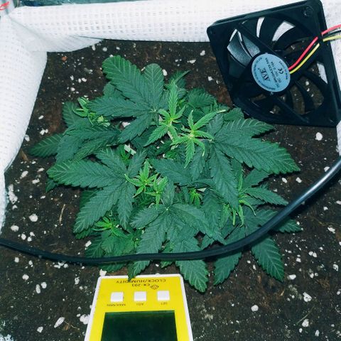 WW growlog timeline photo