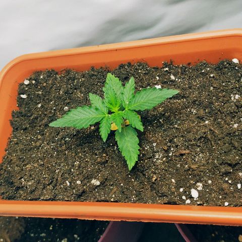 AK 49 #2 growlog timeline photo