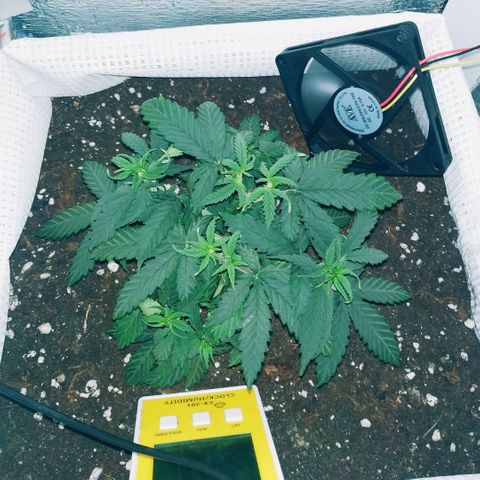 WW growlog timeline photo