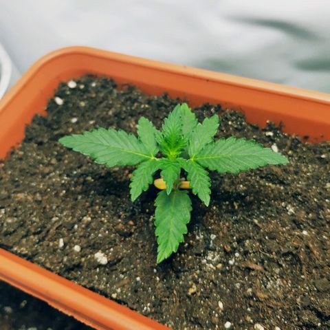 AK 49 #2 growlog timeline photo