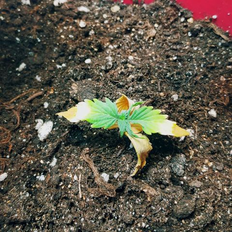 OG Kush Auto growlog timeline photo