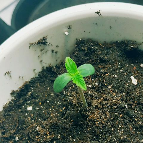 North growlog timeline photo