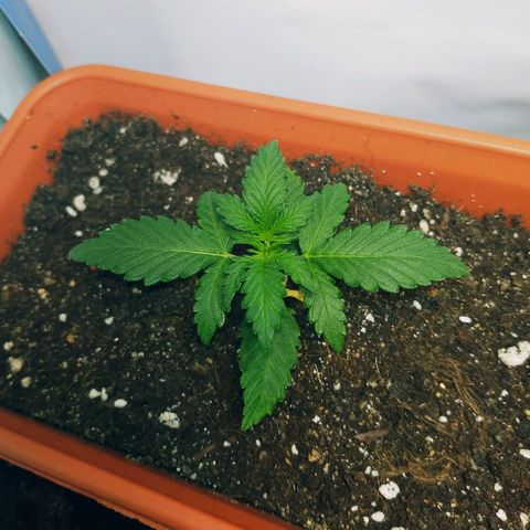 AK 49 #2 growlog timeline photo