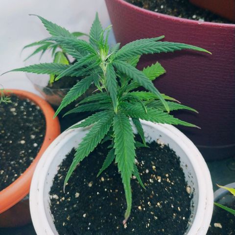 Lemon Haze Clone 1 growlog timeline photo