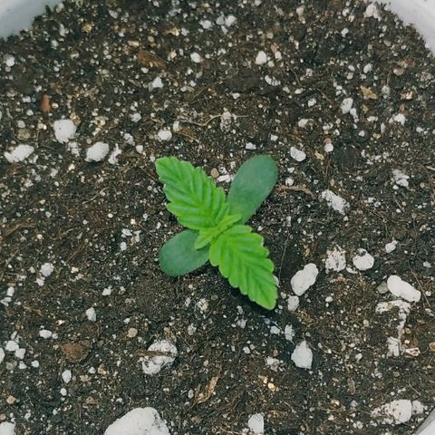 North growlog timeline photo