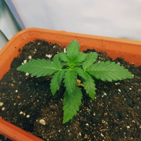 AK 49 #2 growlog timeline photo