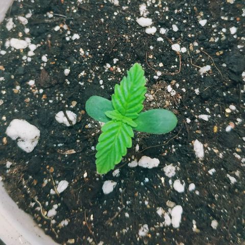 North growlog timeline photo