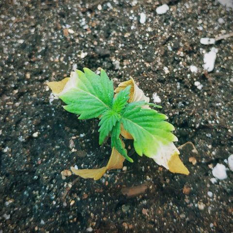 OG Kush Auto growlog timeline photo