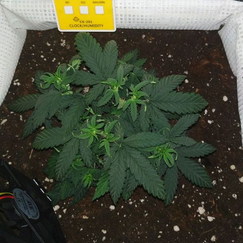 WW growlog timeline photo