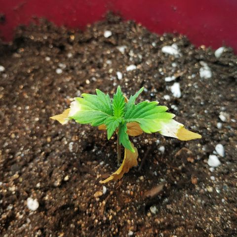 OG Kush Auto growlog timeline photo