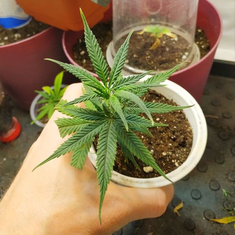 Lemon Haze Clone 1 growlog timeline photo