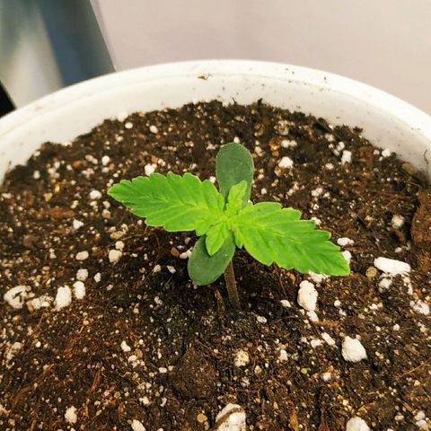 North growlog timeline photo