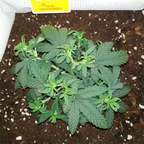 WW growlog timeline photo