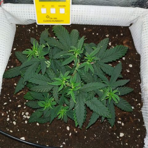 WW growlog timeline photo