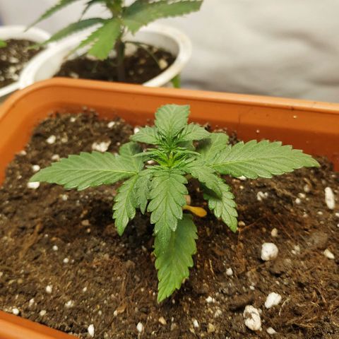 AK 49 #2 growlog timeline photo