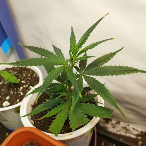 Lemon Haze Clone 1 growlog timeline photo