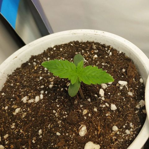 North growlog timeline photo