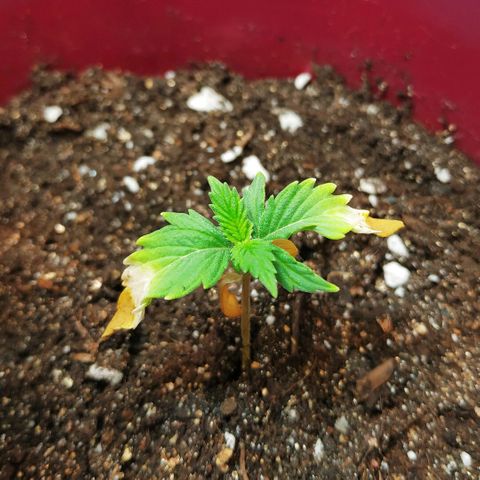 OG Kush Auto growlog timeline photo