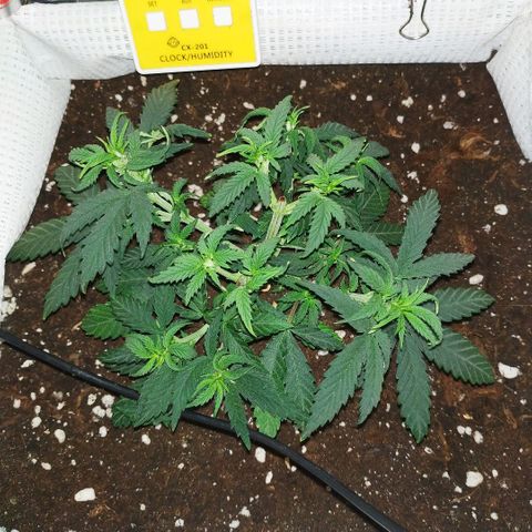 WW growlog timeline photo
