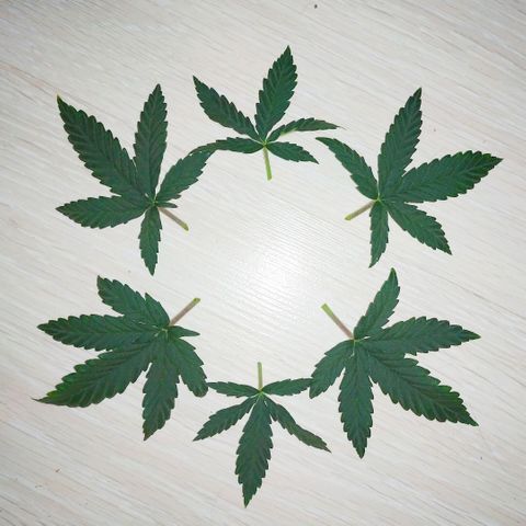 WW growlog timeline photo