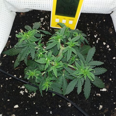 WW growlog timeline photo