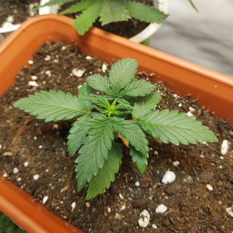 AK 49 #2 growlog timeline photo
