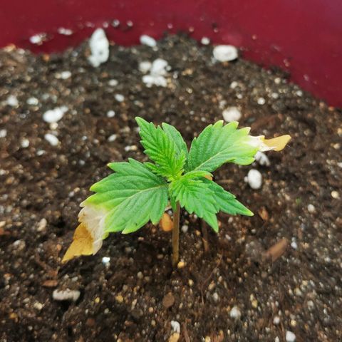 OG Kush Auto growlog timeline photo