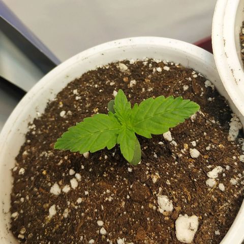 North growlog timeline photo