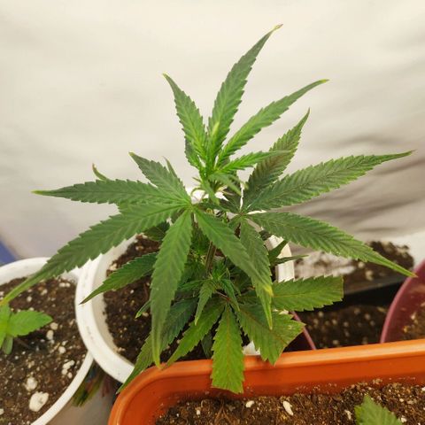 Lemon Haze Clone 1 growlog timeline photo