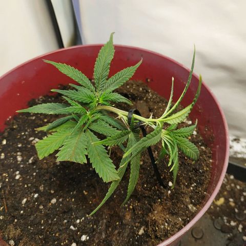 Lemon Haze Clone 1 growlog timeline photo
