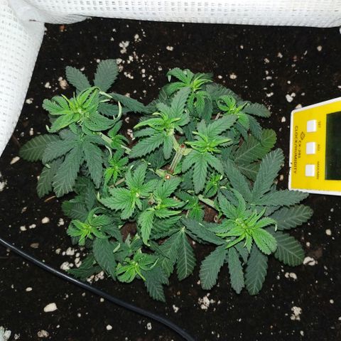 WW growlog timeline photo