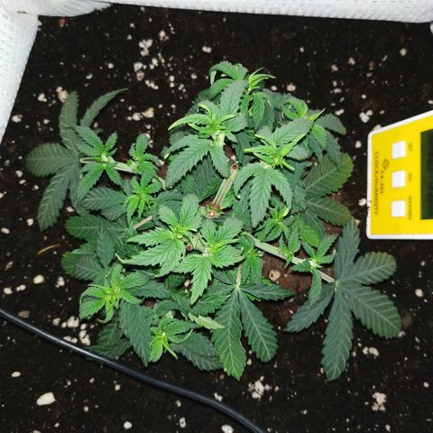 WW growlog timeline photo