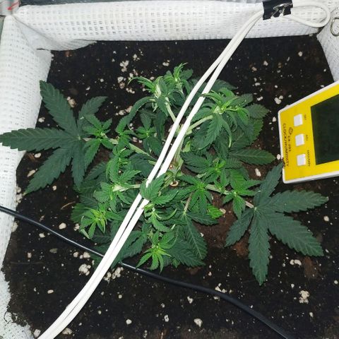 WW growlog timeline photo