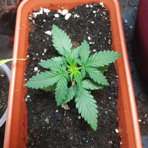 AK 49 #2 growlog timeline photo