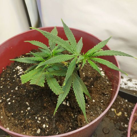 Lemon Haze Clone 1 growlog timeline photo
