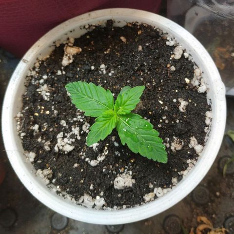 North growlog timeline photo
