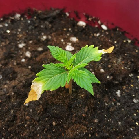 OG Kush Auto growlog timeline photo