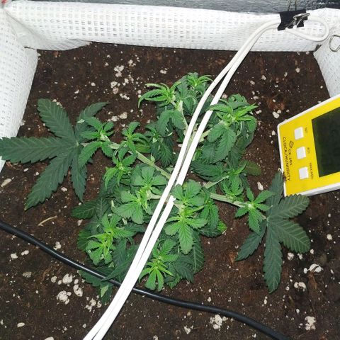 WW growlog photo: 15:20
Спит