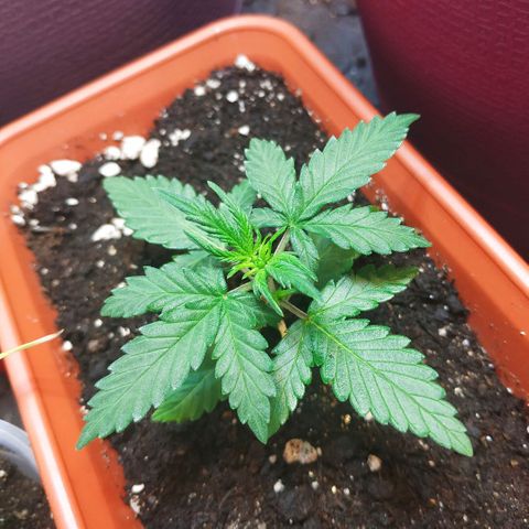 AK 49 #2 growlog timeline photo