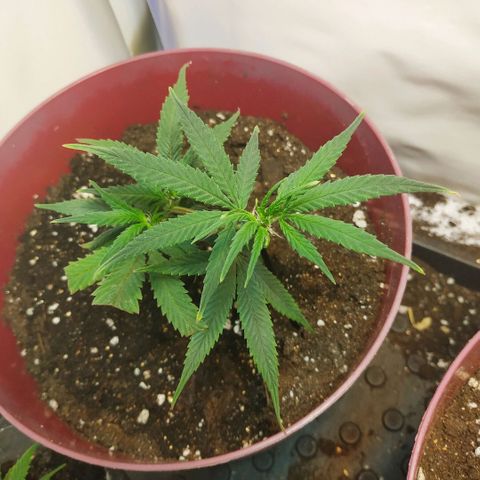Lemon Haze Clone 1 growlog timeline photo